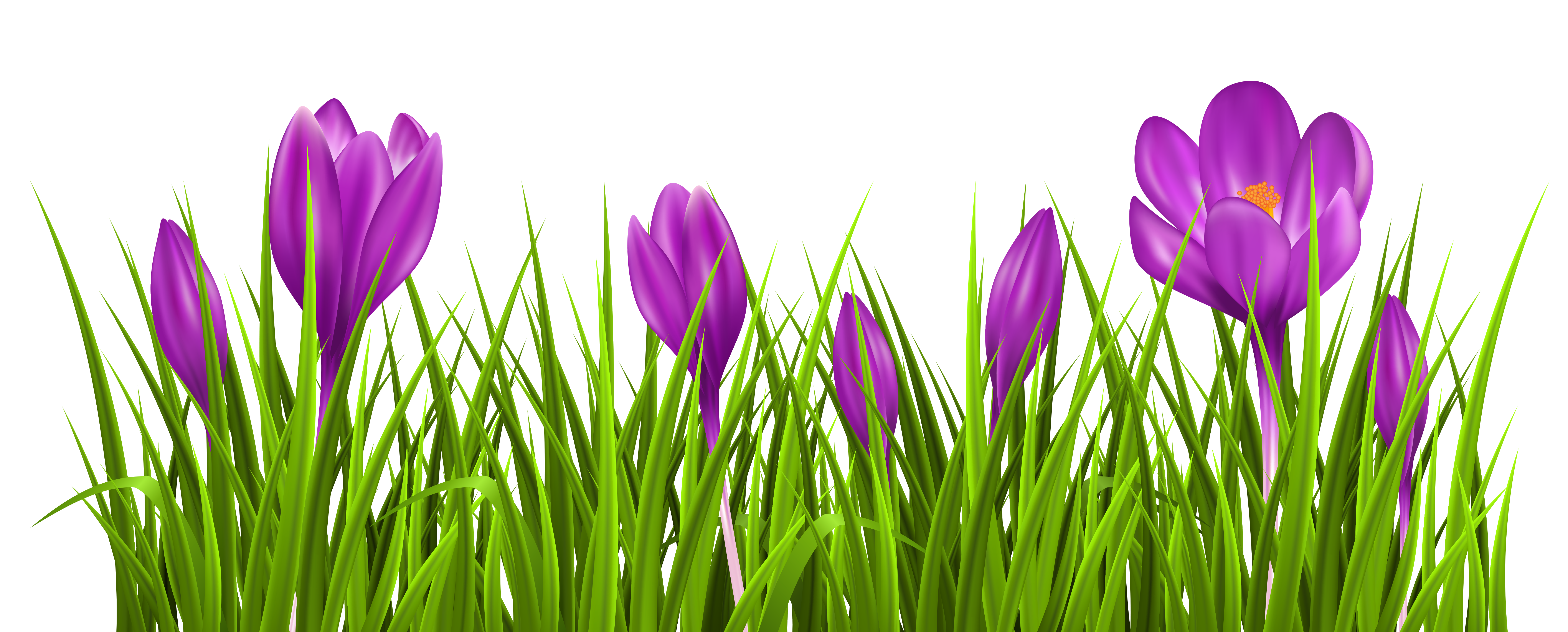 Grass with Crocus PNG Clipart