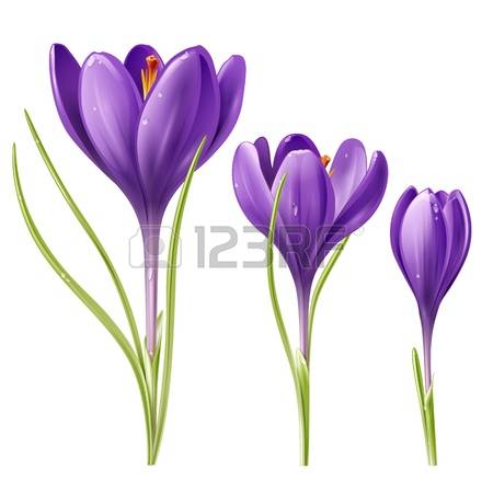 perennial-purple-crocus-sprin