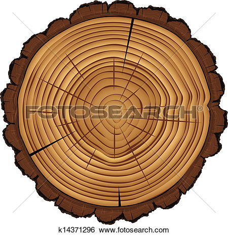 Cross section of tree stump isolated on white