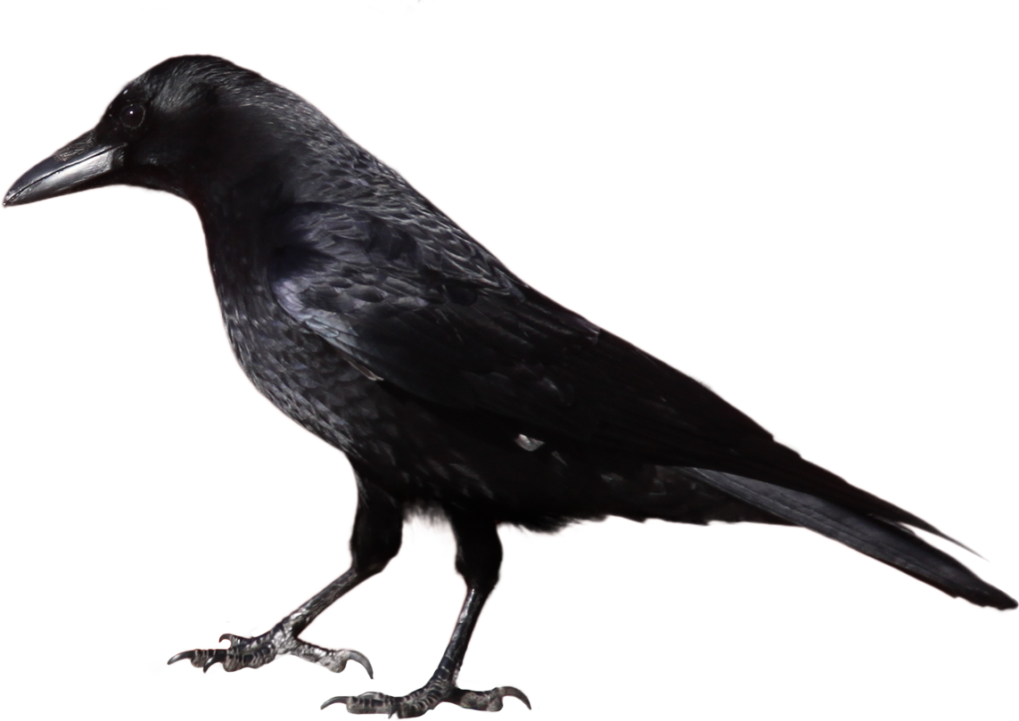 Crow Clipart 29514 Studiobin - Crow Clip Art