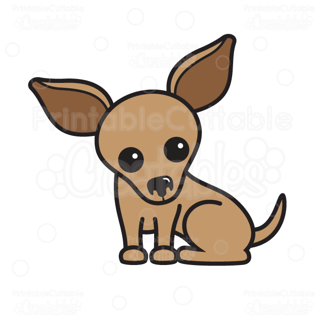 chihuahua: Cute dog of breed 