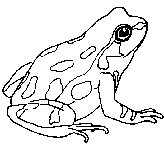 Cute Frog Clip Art Black And White Free Clipart