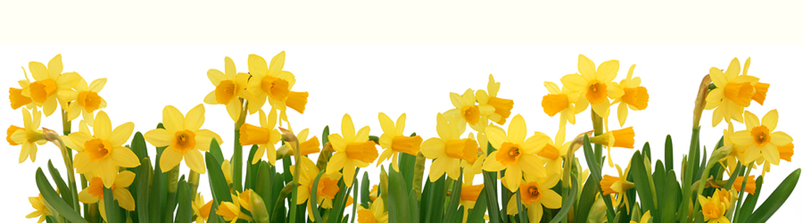 Grass with Daffodils PNG Clip