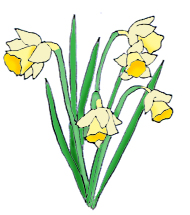 Daffodil CLIPART FREE - Daffodil Clip Art