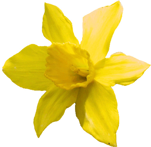 Daffodil Clipart Lge 15 Cm - Daffodil Clip Art