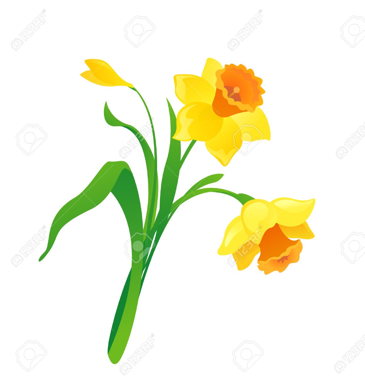 cartoon daffodil Stock Vector - 28501915