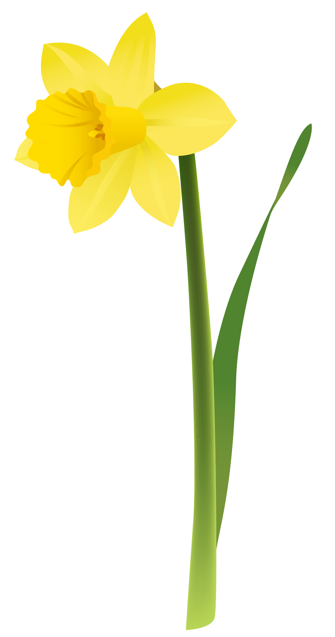 Clip art · Yellow Daffodils Clipart