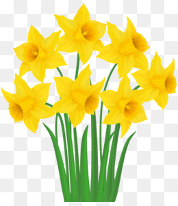 Daffodil Clip art - Yellow Daffodils PNG Transparent Clip Art Image