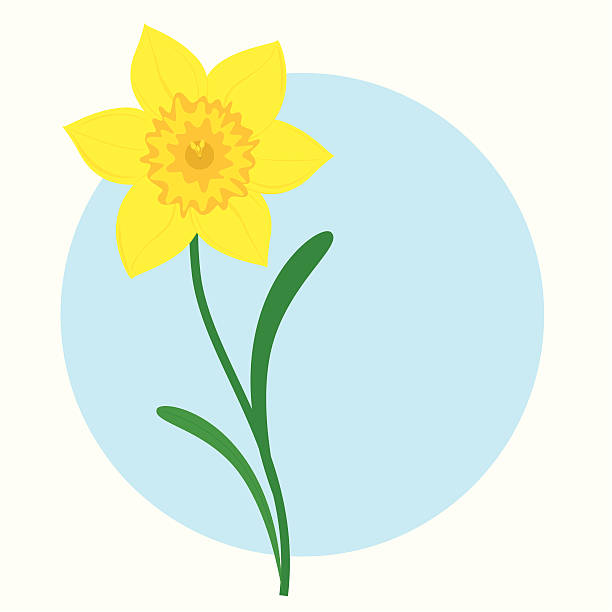 Daffodil - incl. jpeg vector art illustration
