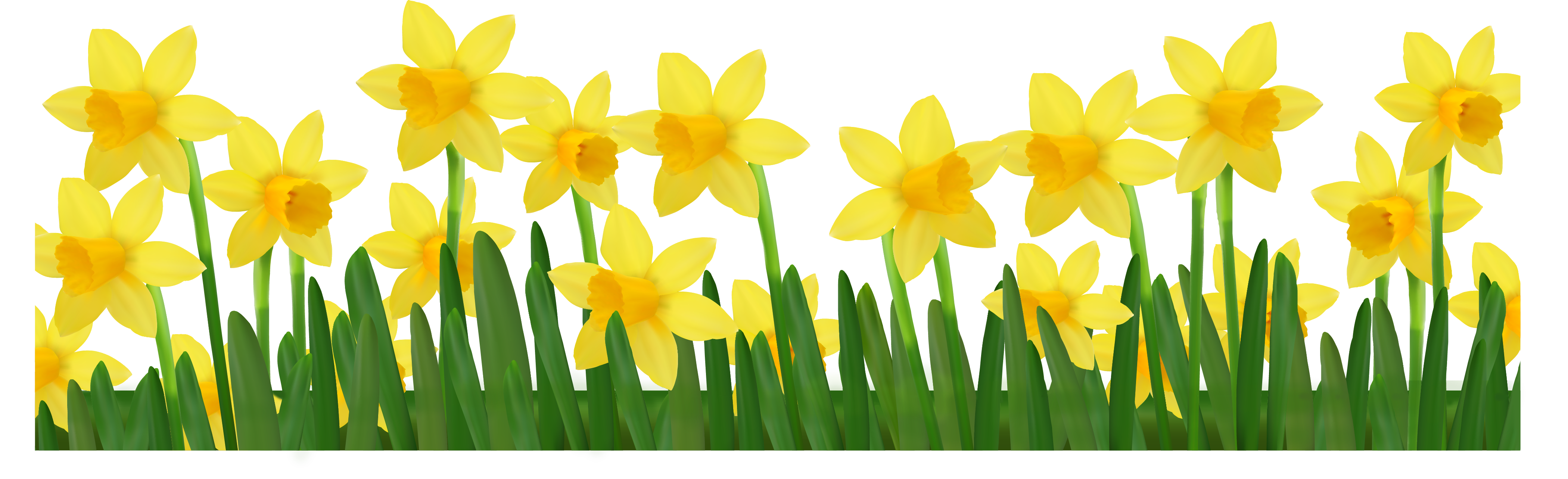 Grass with Daffodils PNG Clipart Picture