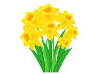 tulips-dafadils-spring-flower-in-pot-clipart tulips daffodil spring flower  in pot clipart. Size: 92 Kb From: Flowers
