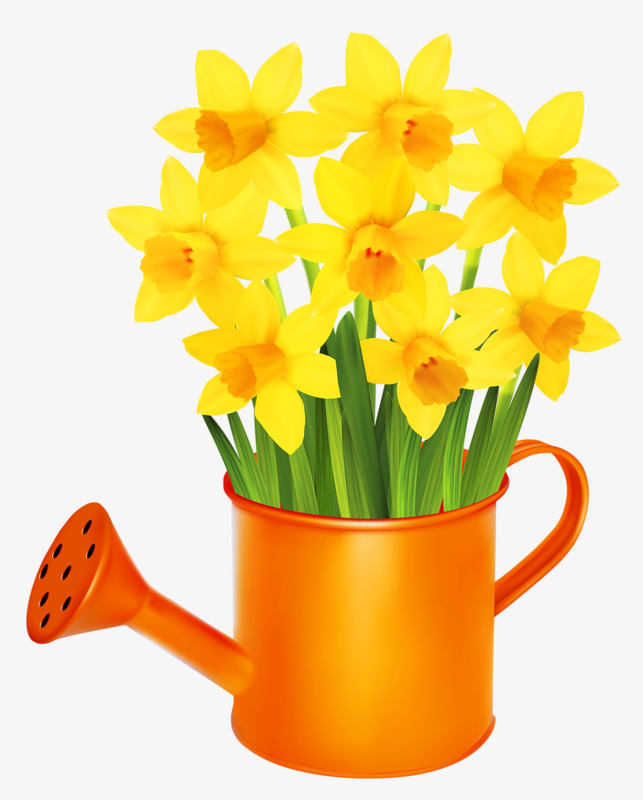 yellow daffodils, Yellow, Flowers, Narcissus PNG Image and Clipart
