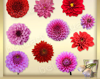 Hand drawn Dahlia flower - cs