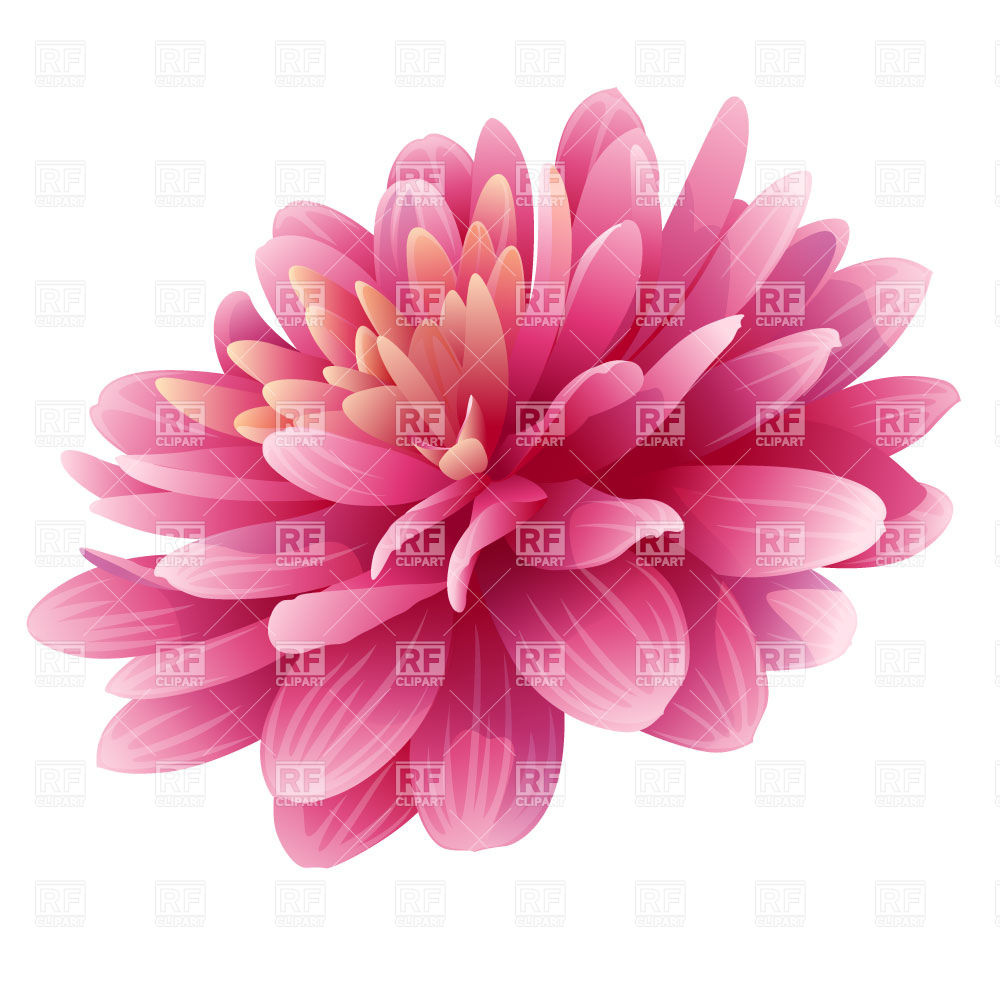 Big pink bud of dahlia flower - Dahlia Clipart