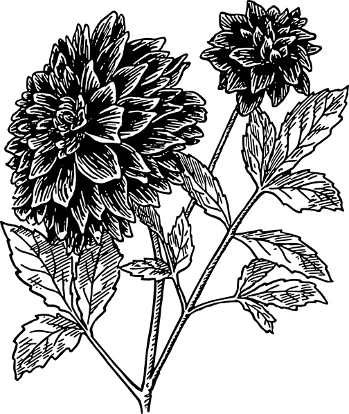 Dahlia clip art - Dahlia Clipart