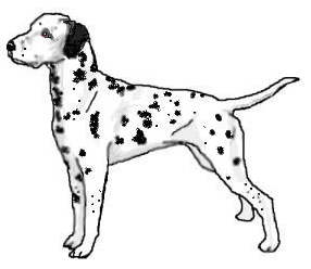 dalmatian: dalmatian dog bree
