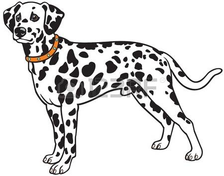 dalmatian: dalmatian dog breed,vector picture isolated on white background