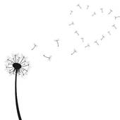 Dandelion illustrations and clipart