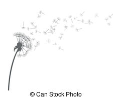 dandelions Clip Artby dip51/4,278; Vector Dandelion - Vector Illustration of Dandelion