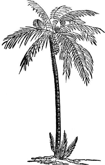 Date Palm - Date Palm Clipart