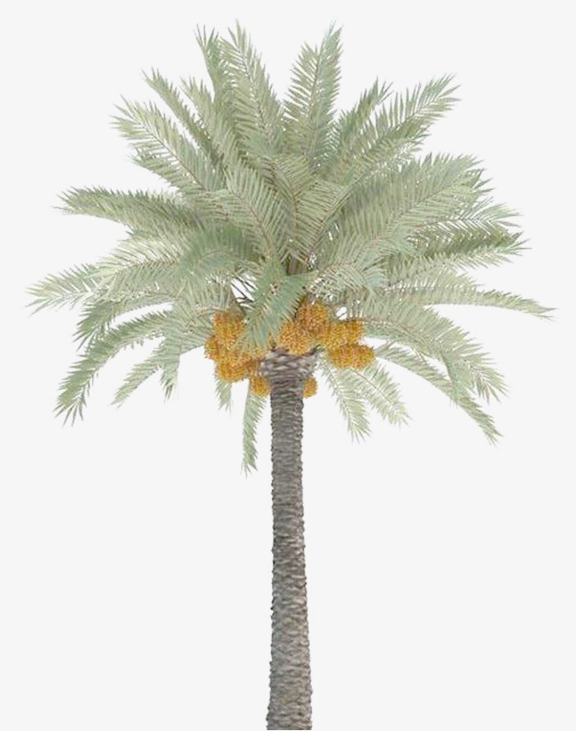 date palm trees, Plant, Trees, Plants PNG Image and Clipart