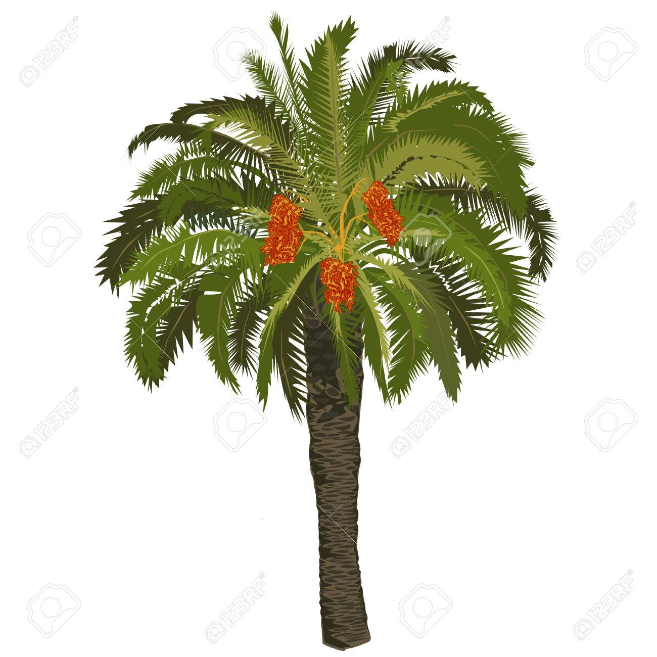High date palm tree with fruits on a white background Stock Vector -  74101039