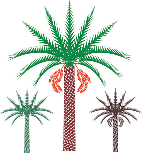 Date palm trees Vector Image 