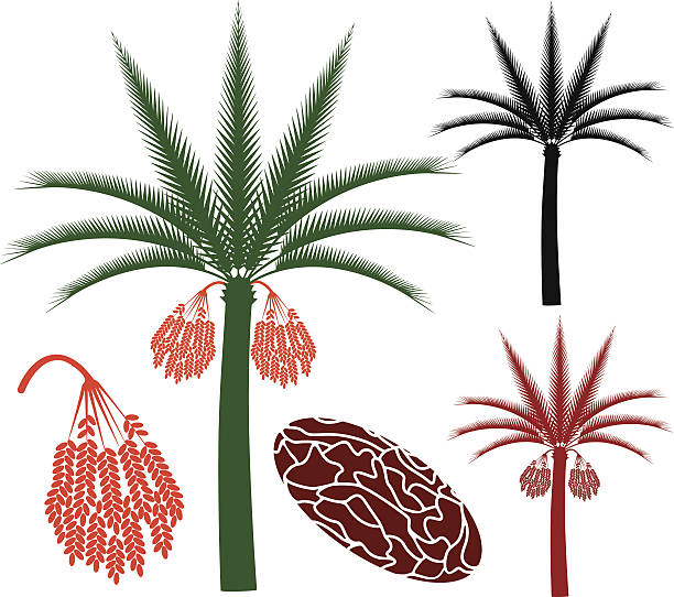 Palm tree vector art illustration