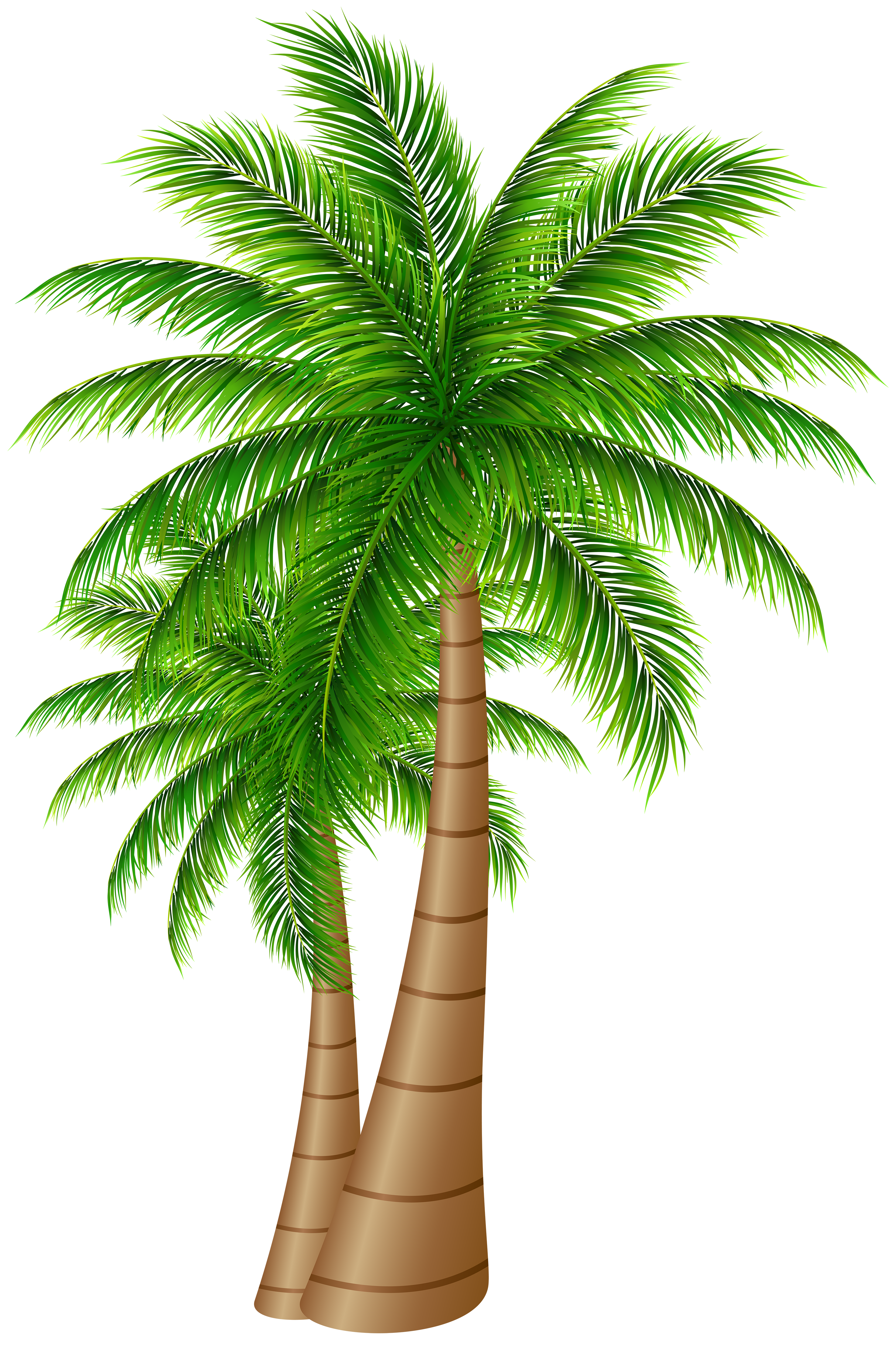 Palm Trees Large PNG Clip Art Image | Gallery Yopriceville - High . ClipartLook.com  transparent