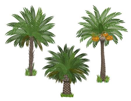 Palm trees set