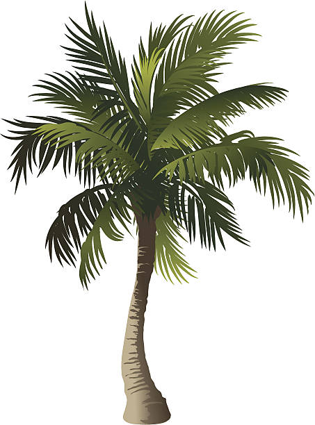Palm vector art illustration