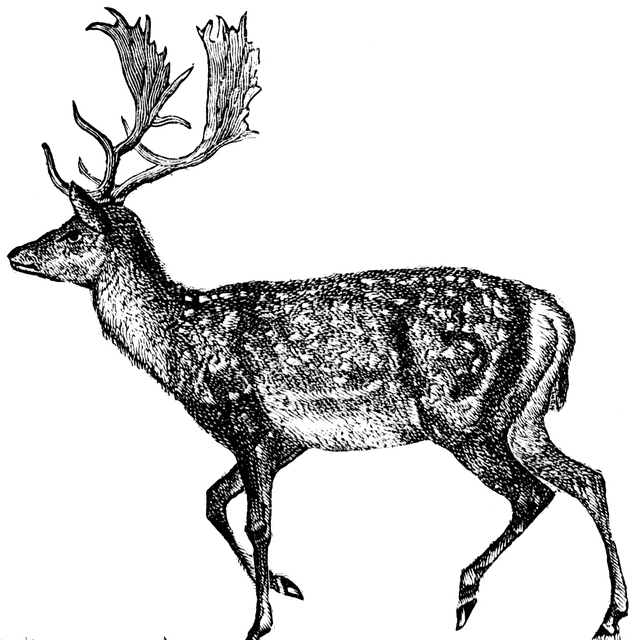 Deer - Clip Art Etc