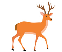 Deer ruminant animal with antlers clipart. Size: 58 Kb