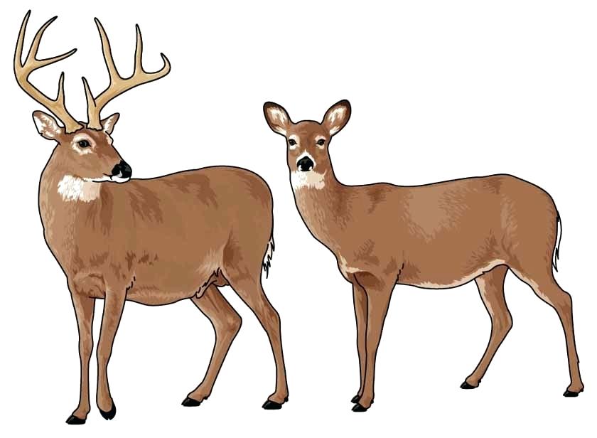 white tailed deer clip art whitetail deer wallpaper realistic white tailed deer  clip art with clip