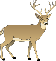 Deer Large Rack