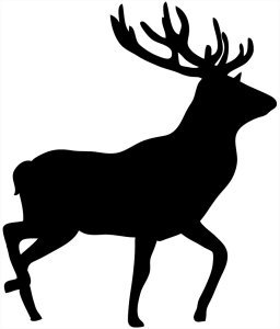 silhouette of red deer stag, 
