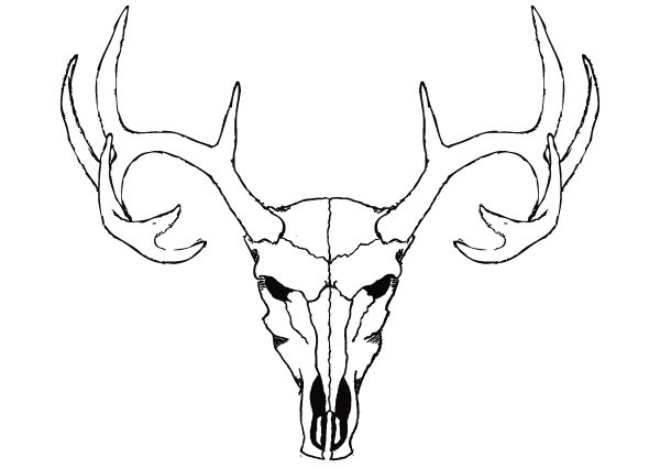 Deer Skull Vector Free .