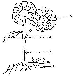 Defining The Parts Of A Tree