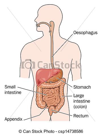 The digestive system labeled 