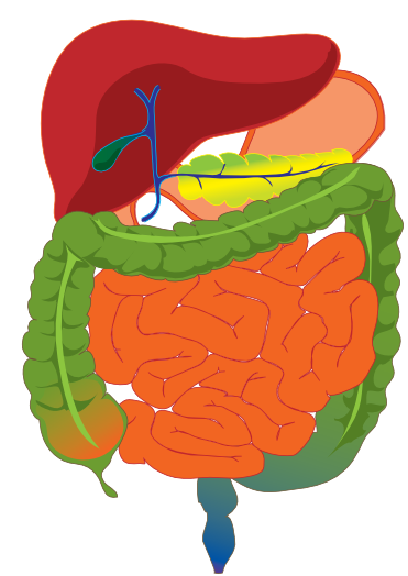 Digestive System Clip Art - Digestive System Clipart
