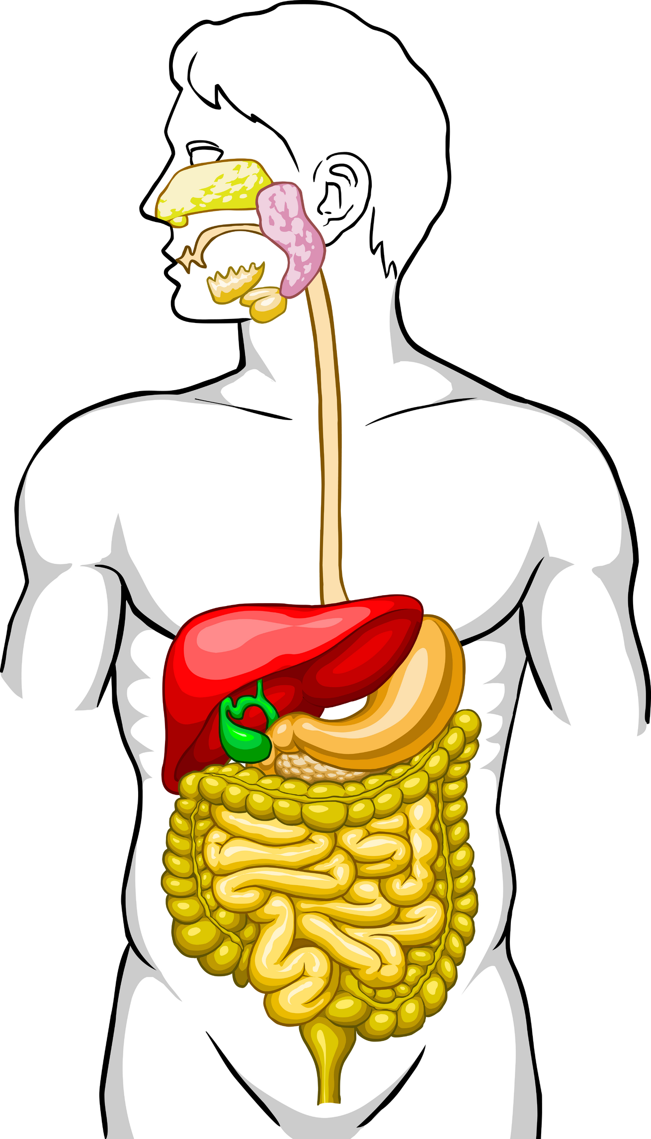 ... Digestive System Clipart  - Digestive System Clipart