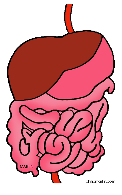 In the Digestive System Mouth
