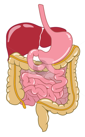 In the Digestive System Mouth