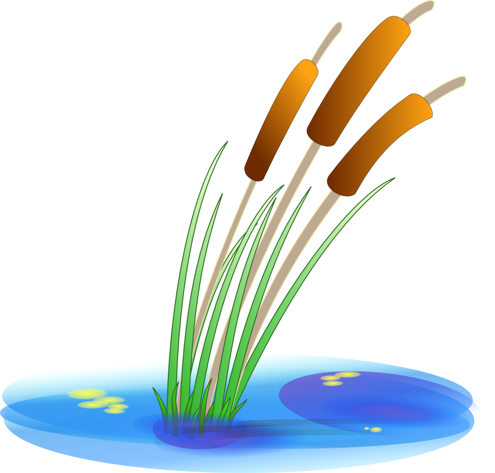 Image of Cattails Clipart Cat