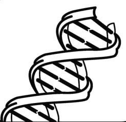 dna: DNA, Flat design, .
