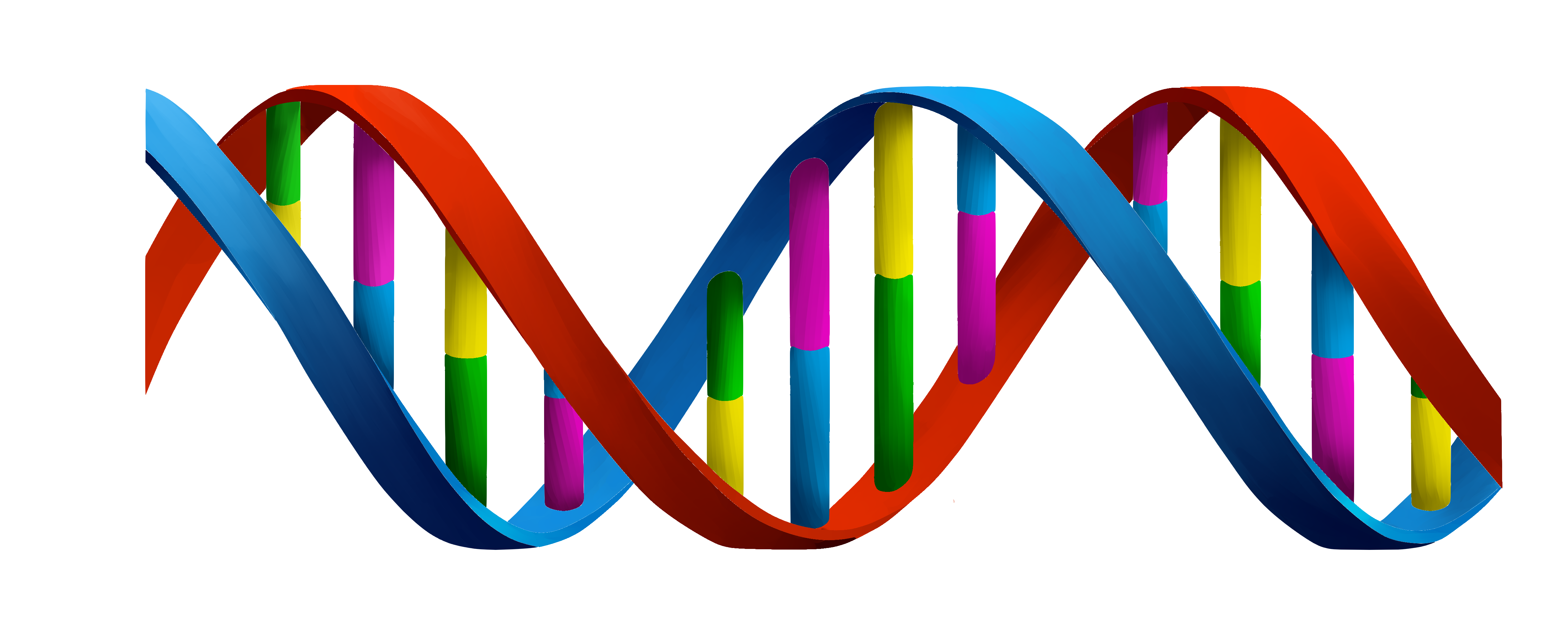 Free clipart dna no watermarks