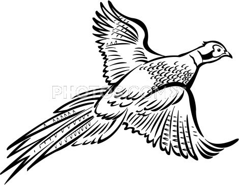 Pheasant In Flight Clipart. z