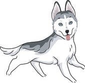 Dog breeds u0026middot; Siberian Husky