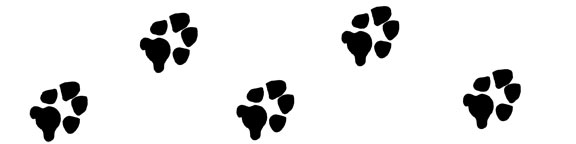Dog paw print divider with the paw prints going toward the right side of the page