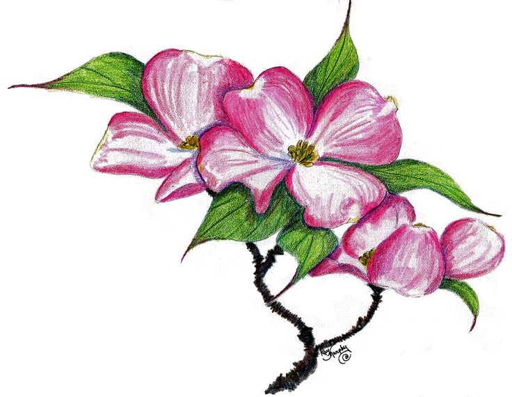 Pink dogwood watercolor .